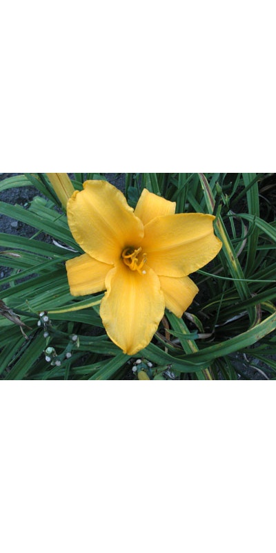 daylilies: LUMBER JACK (VT)