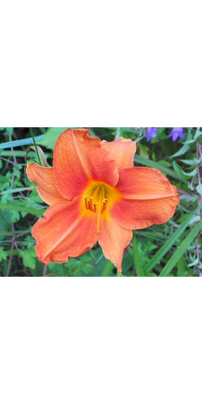 daylilies: MABEL HERNDON