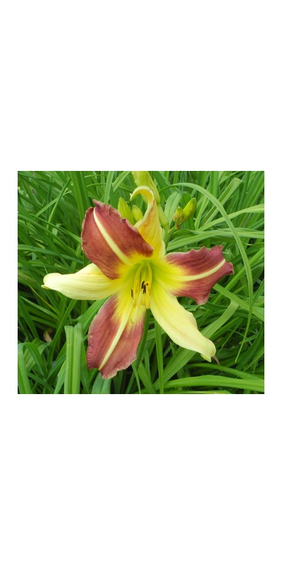daylilies: MAGIC DAWN