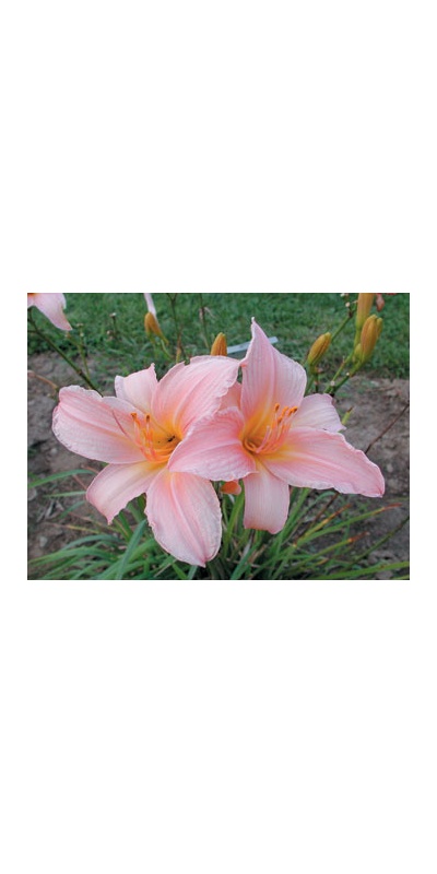 daylilies: OLALLIE MARIANNE'S MAUVE (VT)