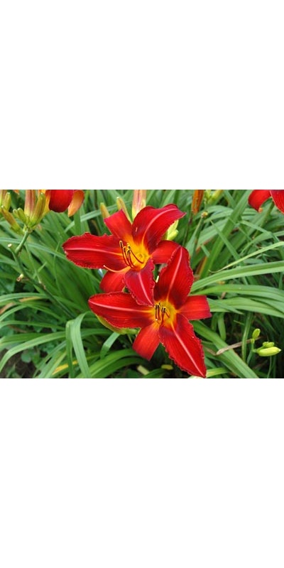 daylilies: MATCH FIRE (VT)
