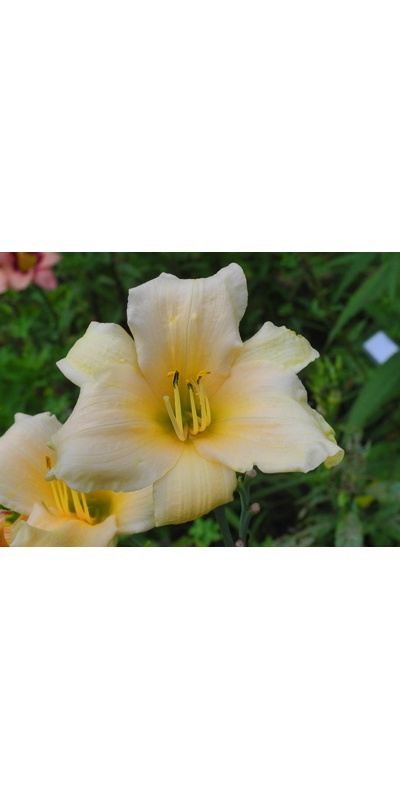 daylilies: MELON SPIRE