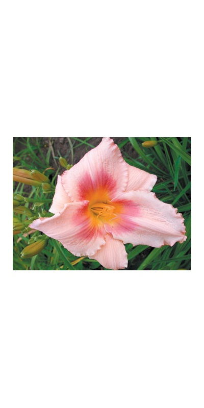 daylilies: DESIGNER GOWN
