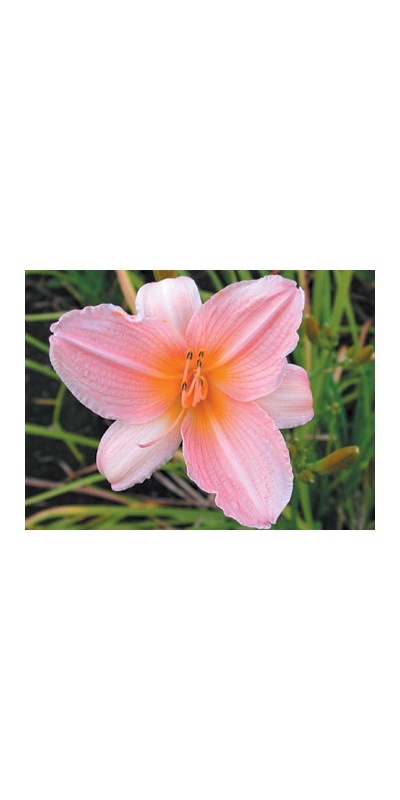 daylilies: MIA (VT)