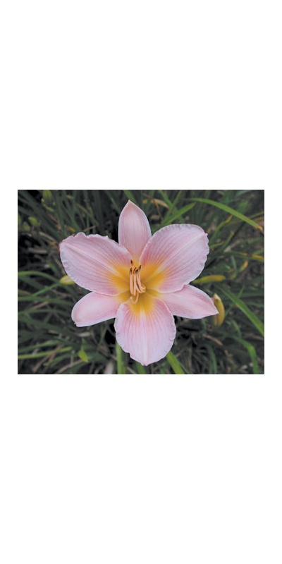 daylilies: BABY POWDER (VT)