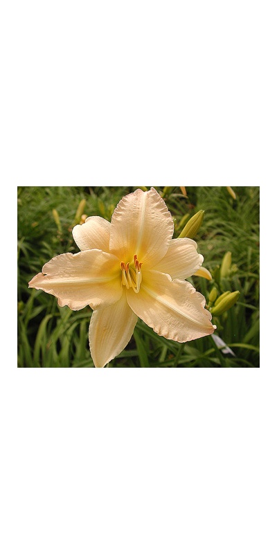 daylilies: MISS OZZIE