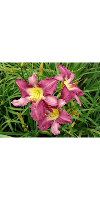 daylilies: MOKAN VIOLET