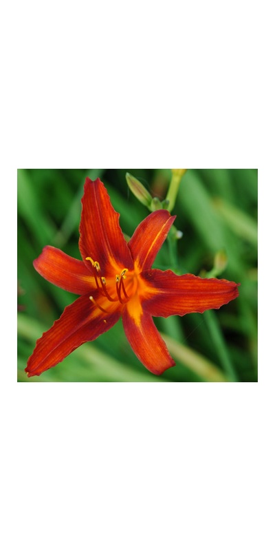 daylilies: NASHVILLE STAR
