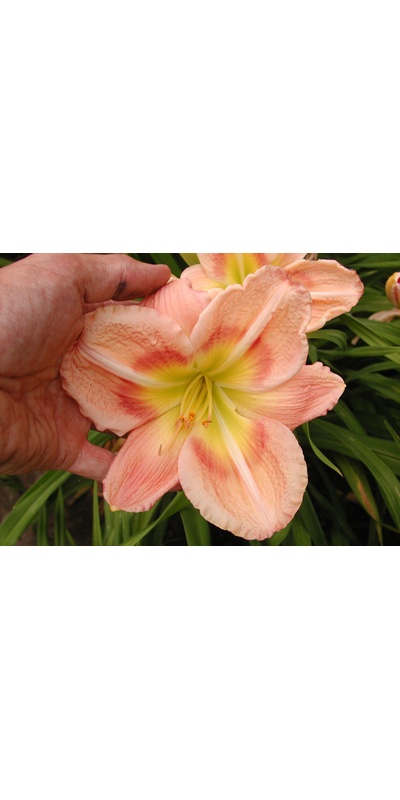 daylilies: NEW SERIES