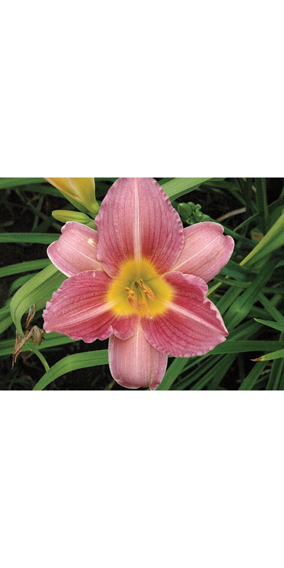 daylilies: NORA (VT)