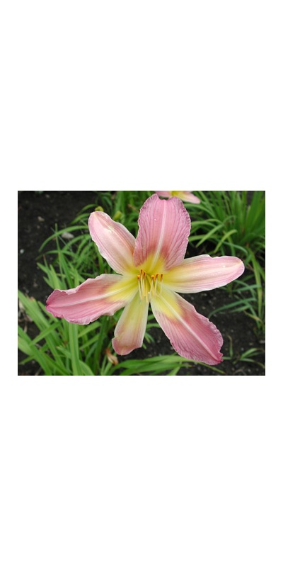 daylilies: NOVA LAVENDER (VT)