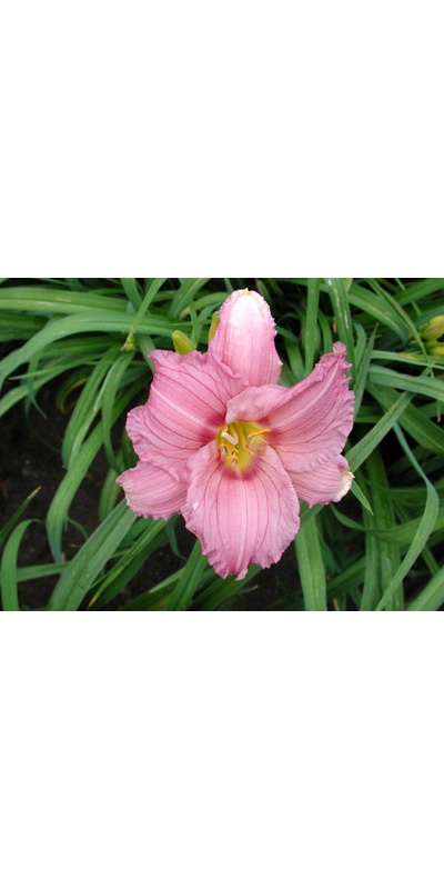 daylilies: NUMINOUS MOMENTS
