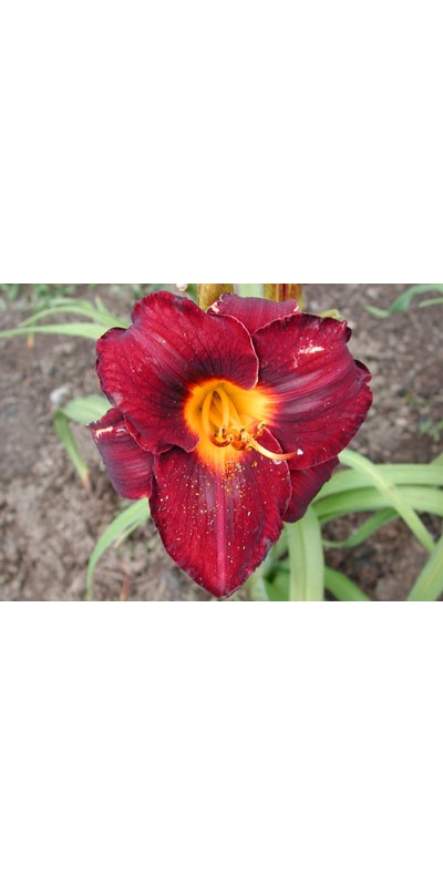daylilies: OBSIDIAN