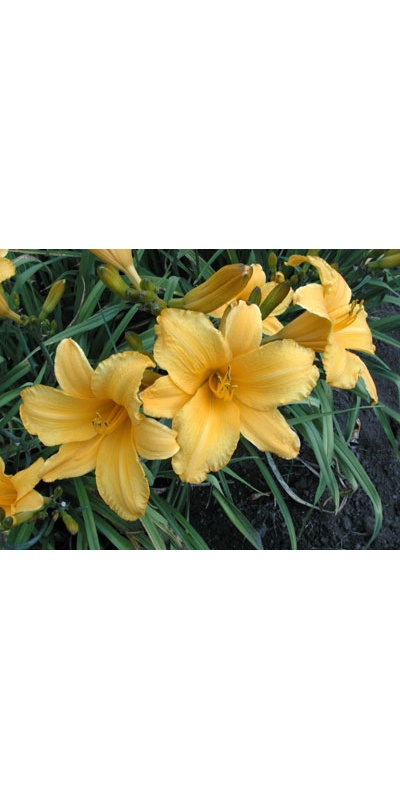 daylilies: OLALLIE ALLYSON