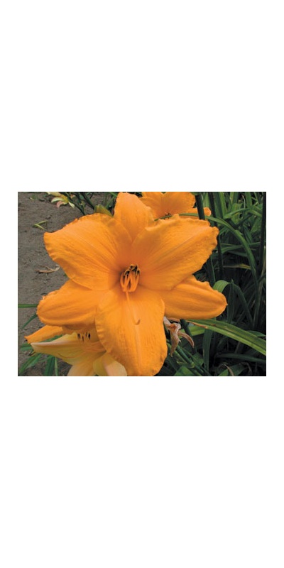daylilies: OLALLIE BETTY
