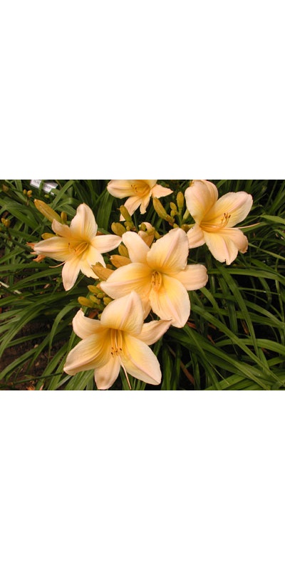 daylilies: OLALLIE DAWN