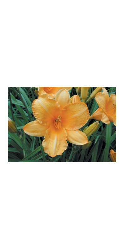 daylilies: OLALLIE HARVEST MOON