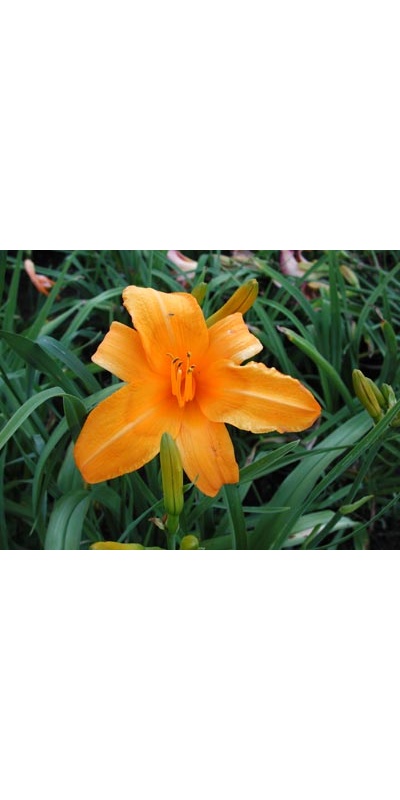 daylilies: OLALLIE HARVEST