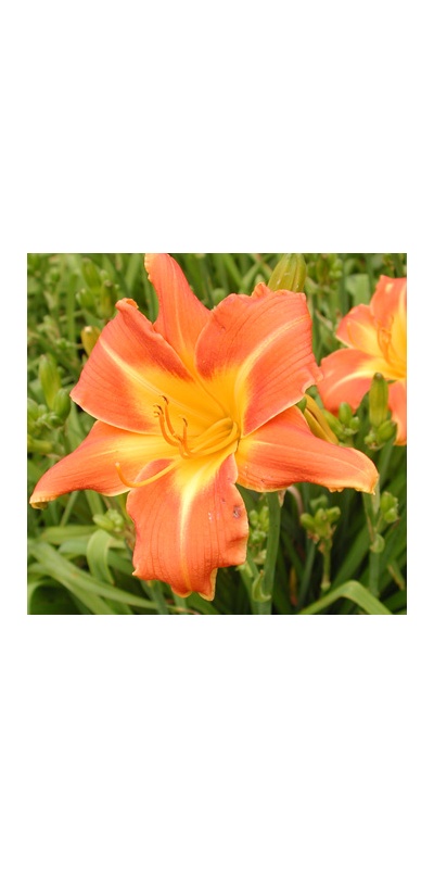 daylilies: OLALLIE KATHLEEN