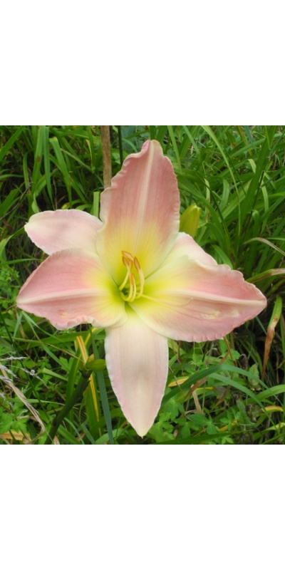 daylilies: LAVENDER CREAM type (VT)