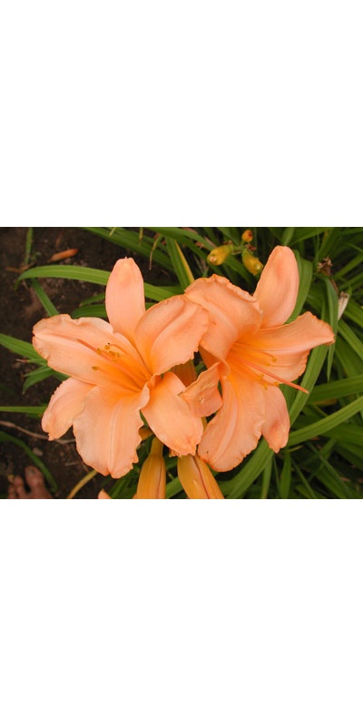 daylilies: OLALLIE PATRICIA