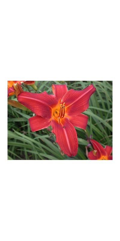 daylilies: OLALLIE RED