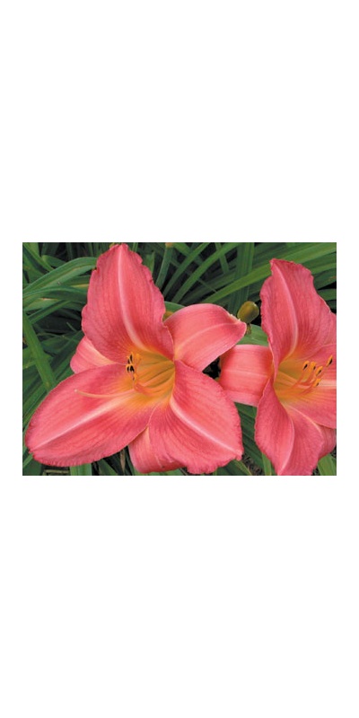 daylilies: OLALLIE ROSE RING (VT)