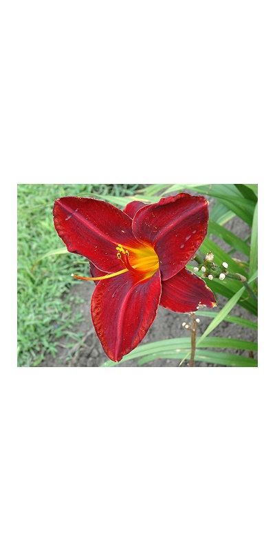 daylilies: OLALLIE ROYAL VELVET