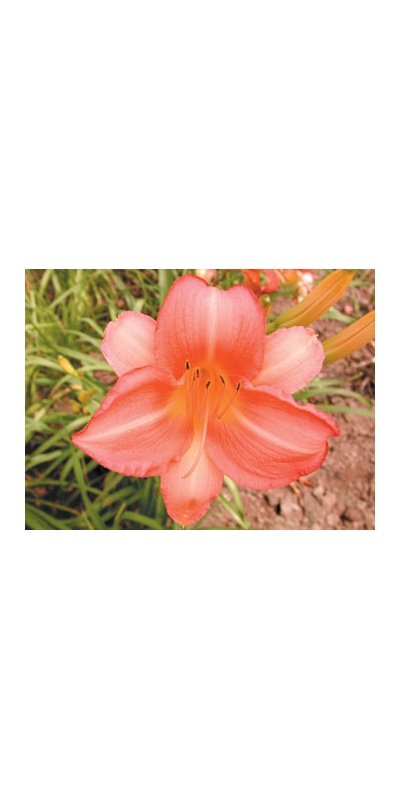 daylilies: OLALLIE SANDRA