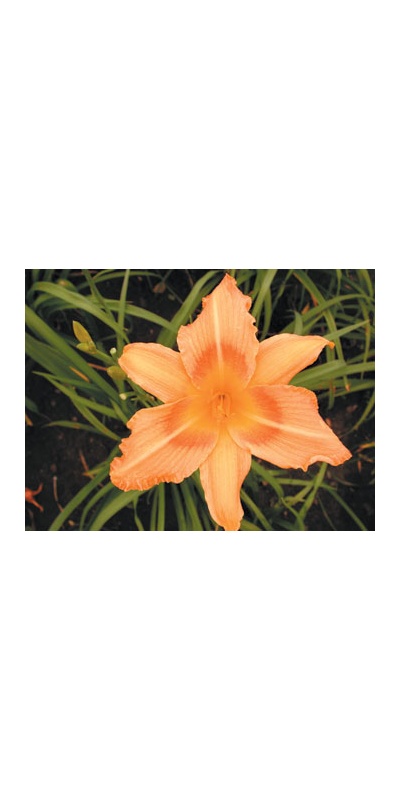 daylilies: OLALLIE STAR