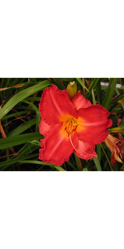 daylilies: ON THE DOUBLE