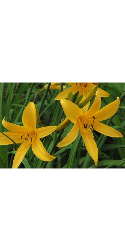 daylilies: ORANGE MAN (VT)