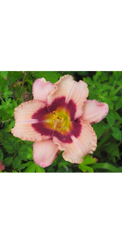 daylilies: ORCHID CANDY