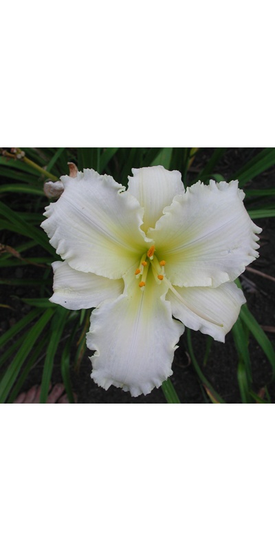 daylilies: ORNATE RUFFLES