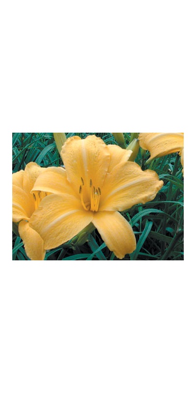 daylilies: OSCAR (VT)