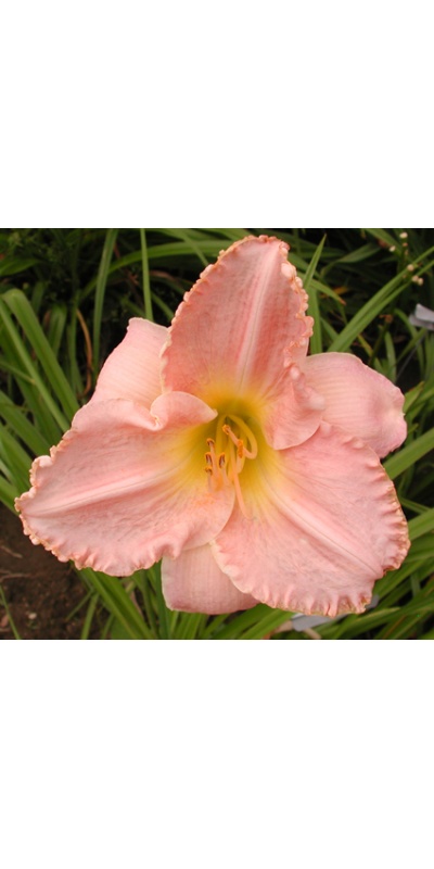 daylilies: BEL AIR DAWN