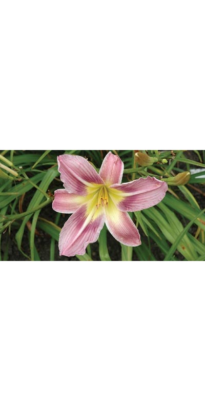 daylilies: OUTRAGEOUS LAVENDER (VT)