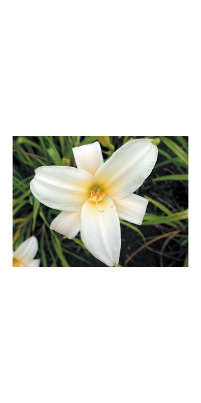 daylilies: PALE LIGHT (VT)