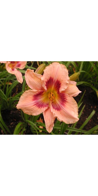 daylilies: PAPER BUTTERFLY