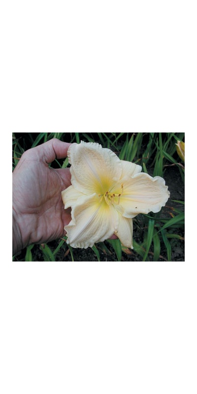daylilies: BELIEVE IT