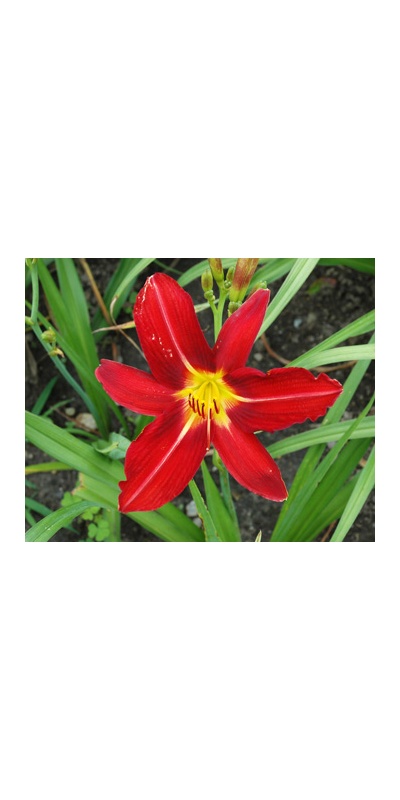 daylilies: BENGAL FIRE