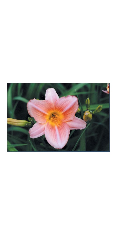 daylilies: PEACH PINK PETALS (VT)