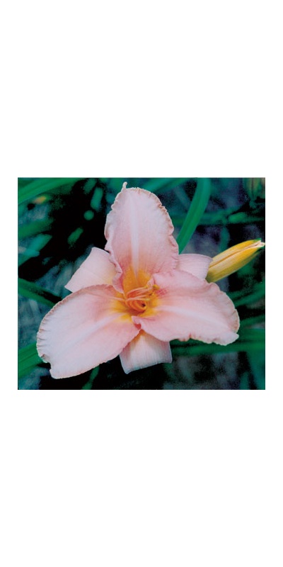 daylilies: PHOEBE