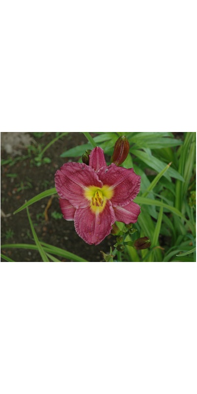 daylilies: PHOENICIAN RUFFLES