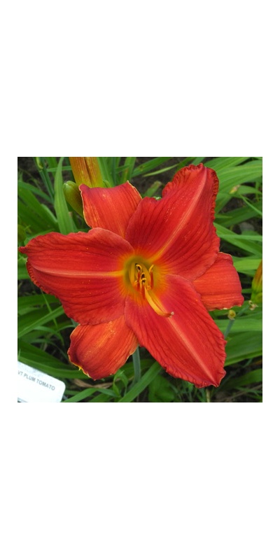 daylilies: PLUM TOMATO (VT)