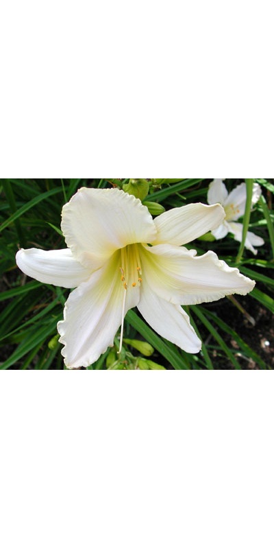 daylilies: POLLY VON (VT)
