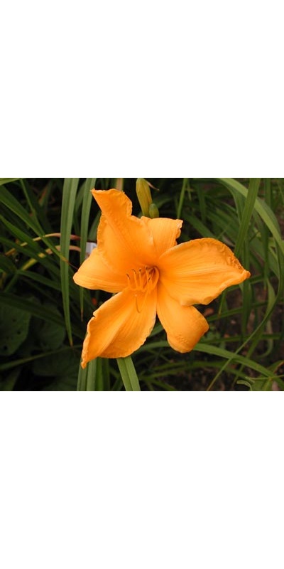 daylilies: PUMPKIN TIME