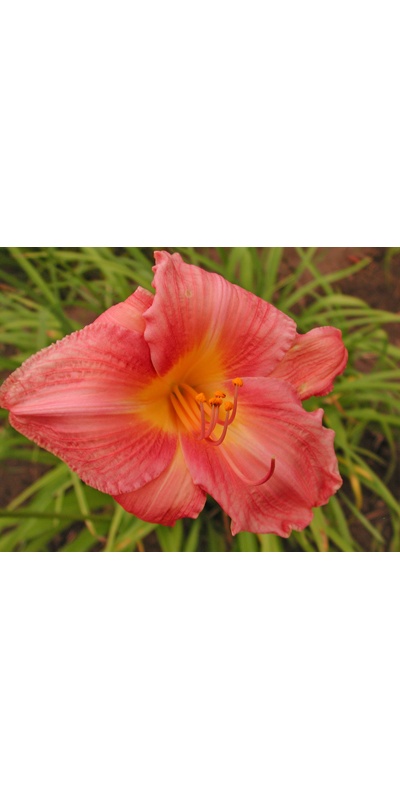 daylilies: PURPLE HINTS (VT)