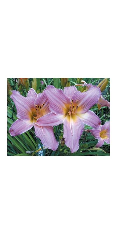 daylilies: PURPLE LACE (VT)