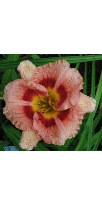 daylilies: DESTINY'S CHILD